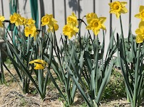 Yellow daffodils from the garden